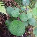 Image of yellow Himalayan raspberry