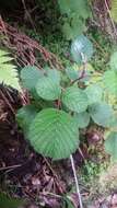 Sivun Rubus ellipticus var. obcordatus (Franch.) Focke kuva