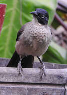 Image of Blackcap Babbler