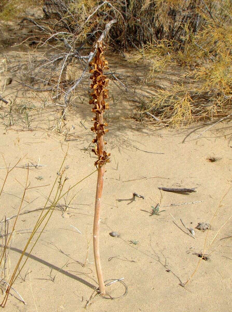 Sivun Eremurus inderiensis (M. Bieb.) Regel kuva