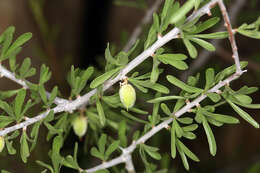 Imagem de Prunus fasciculata subsp. fasciculata