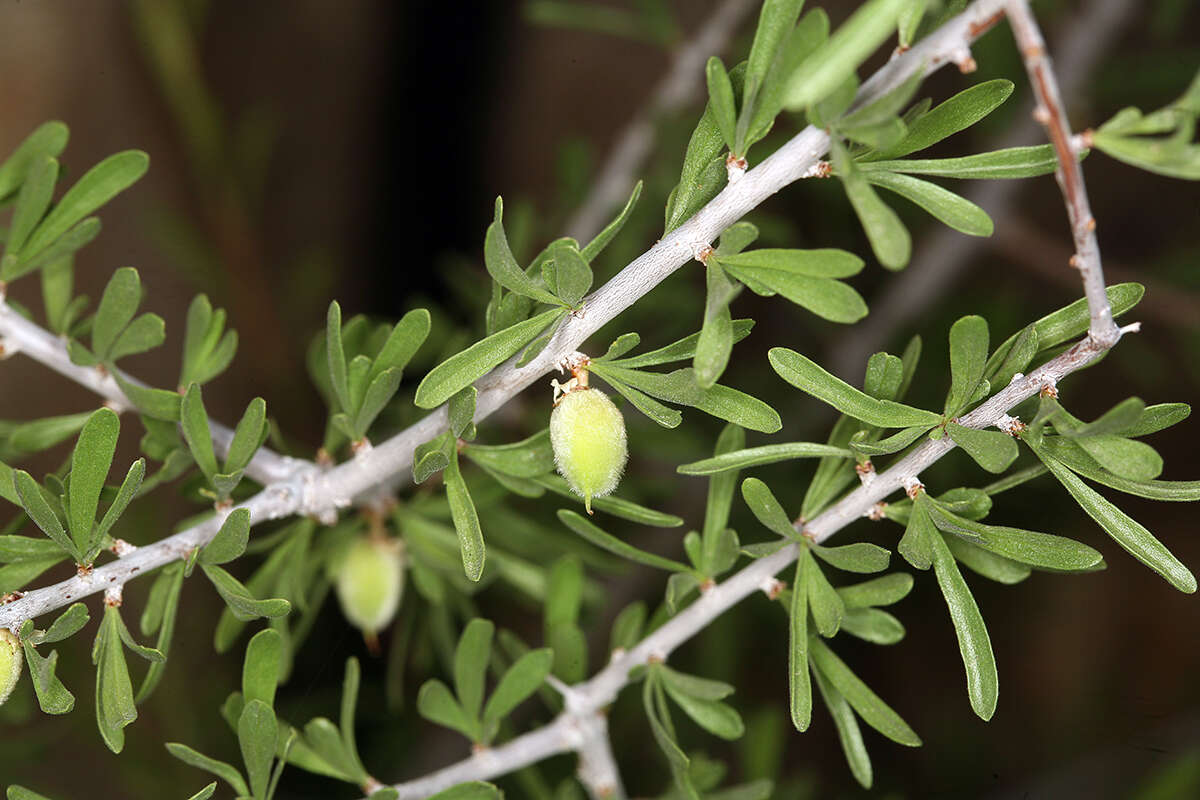 Imagem de Prunus fasciculata subsp. fasciculata