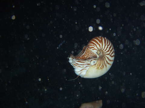 Image of Bellybutton nautilus