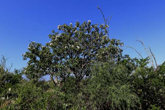 Image de Cordia boissieri A. DC.