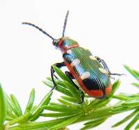 Image of Common asparagus beetle