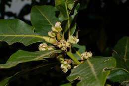 Image of Laurus novocanariensis Rivas Mart., Lousã, Fern. Prieto, E. Días, J. C. Costa & C. Aguiar