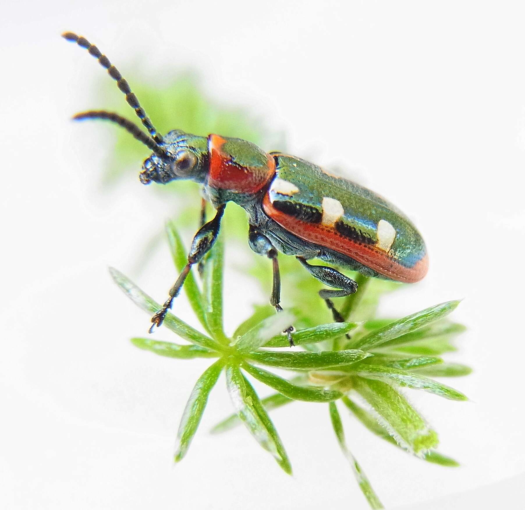 Image of Common asparagus beetle