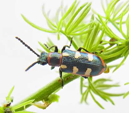 Image of Common asparagus beetle