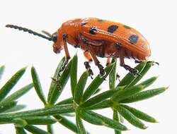 Image of Spotted asparagus beetle