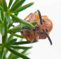 Image of Spotted asparagus beetle