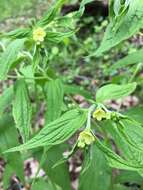 Image of American stoneseed