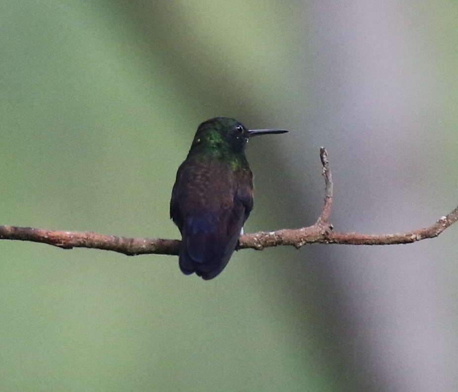 Image of Blue-tailed Hummingbird