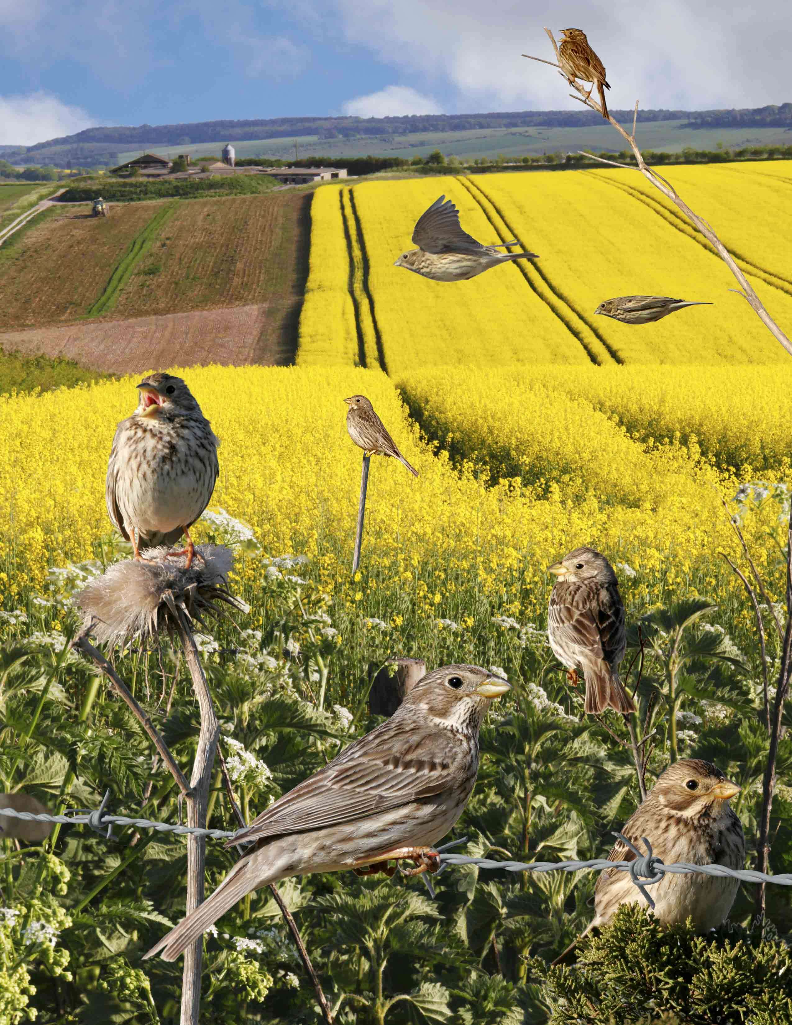 Image of Corn Bunting