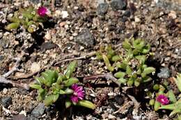 Imagem de Delosperma vernicolor L. Bol.