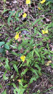 Image of Georgia frostweed