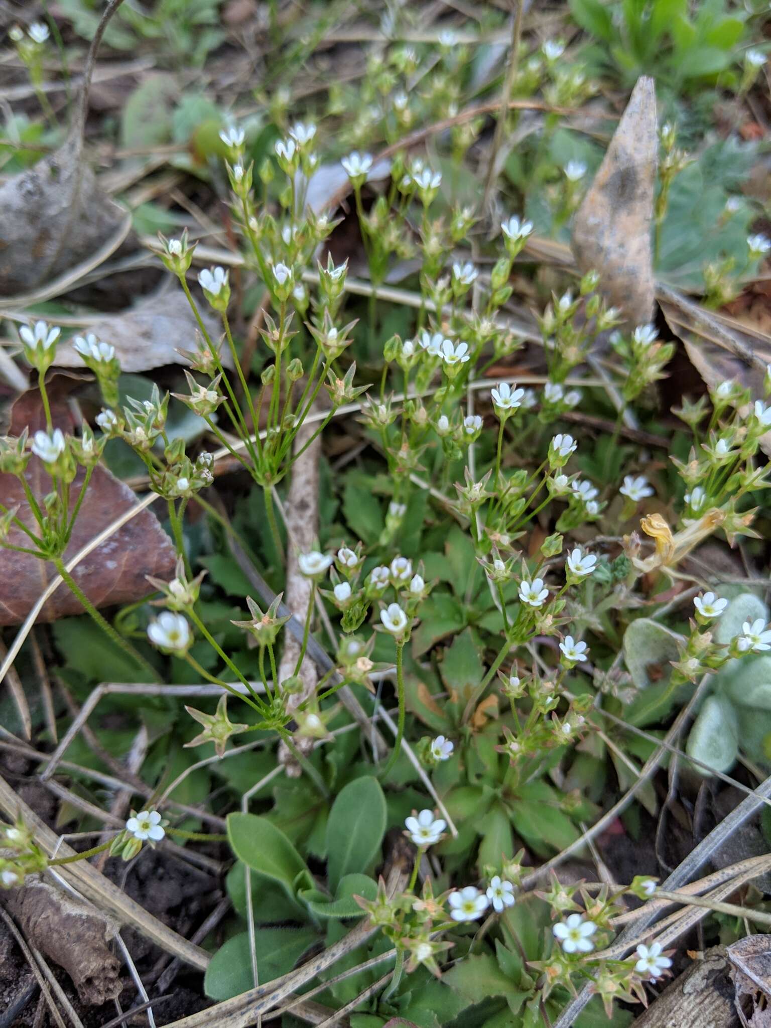 Image de Androsace occidentalis Pursh