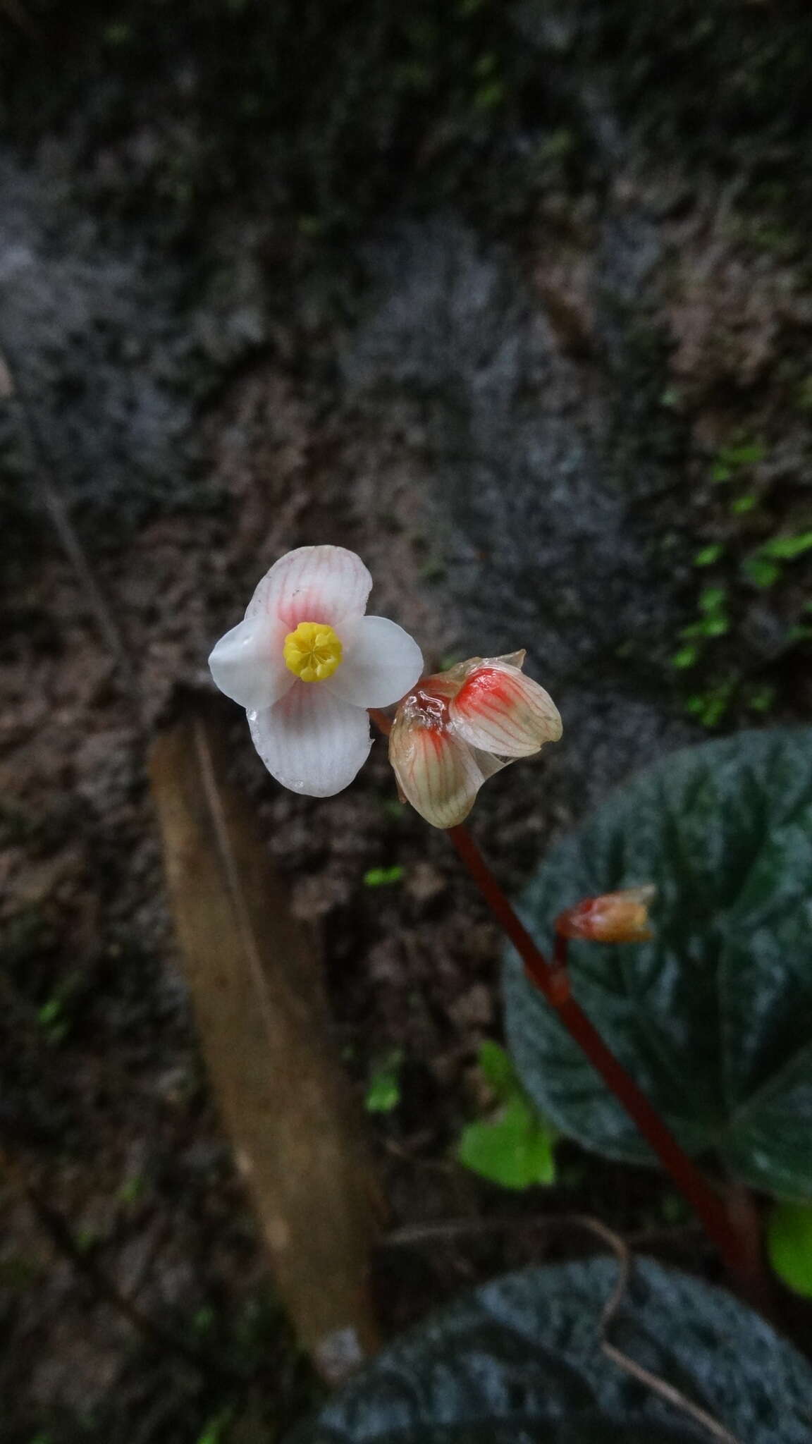 Слика од Begonia integrifolia Dalzell
