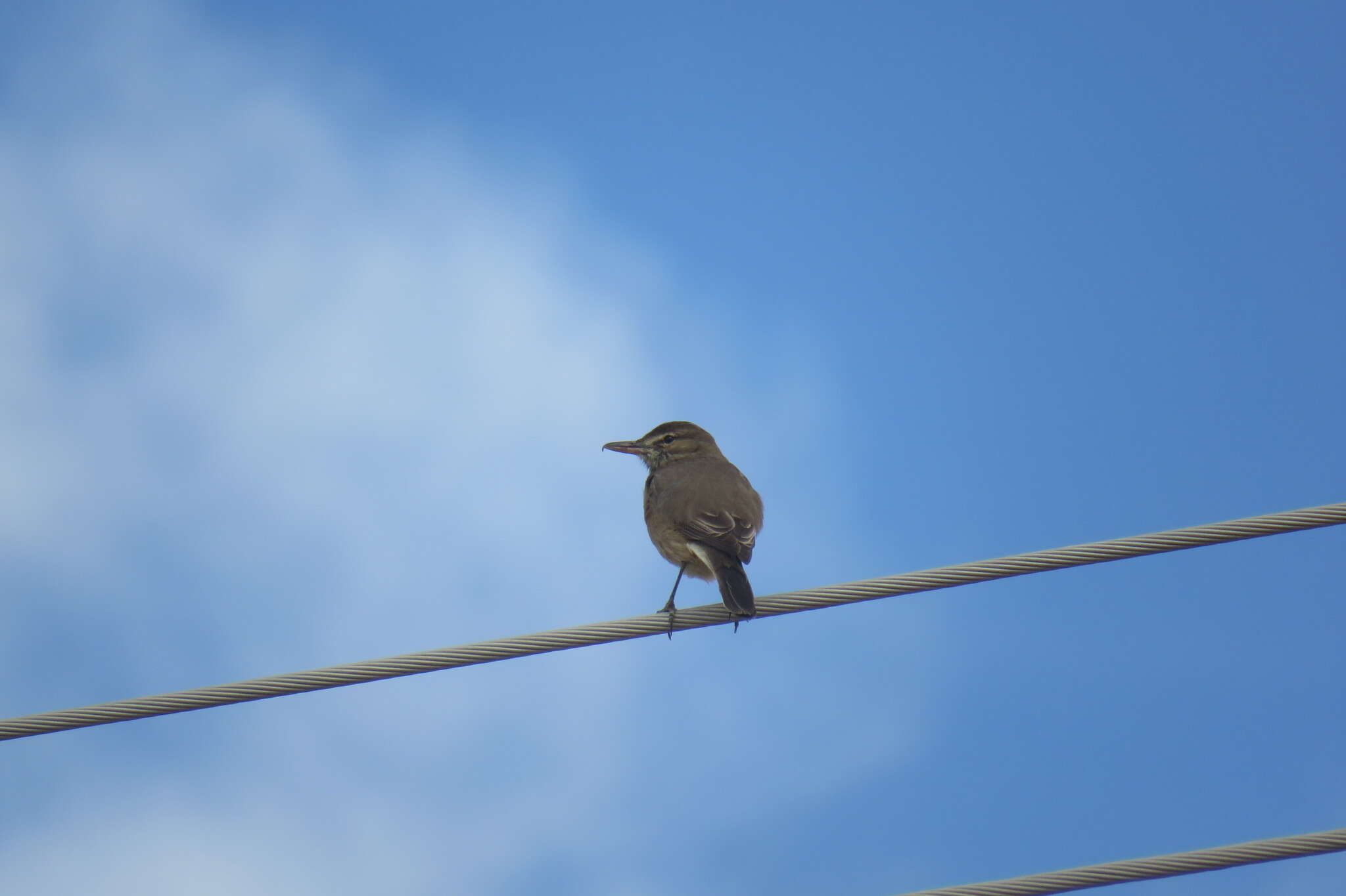 Image of Gray-bellied Shrike-Tyrant