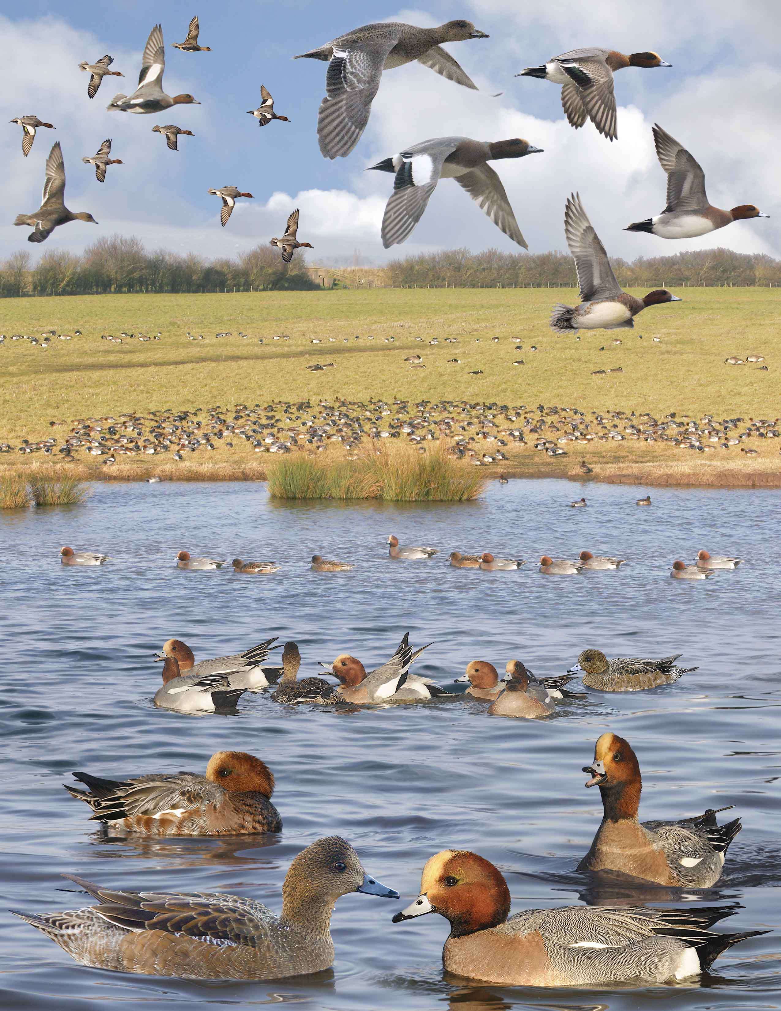 Image of Eurasian Wigeon