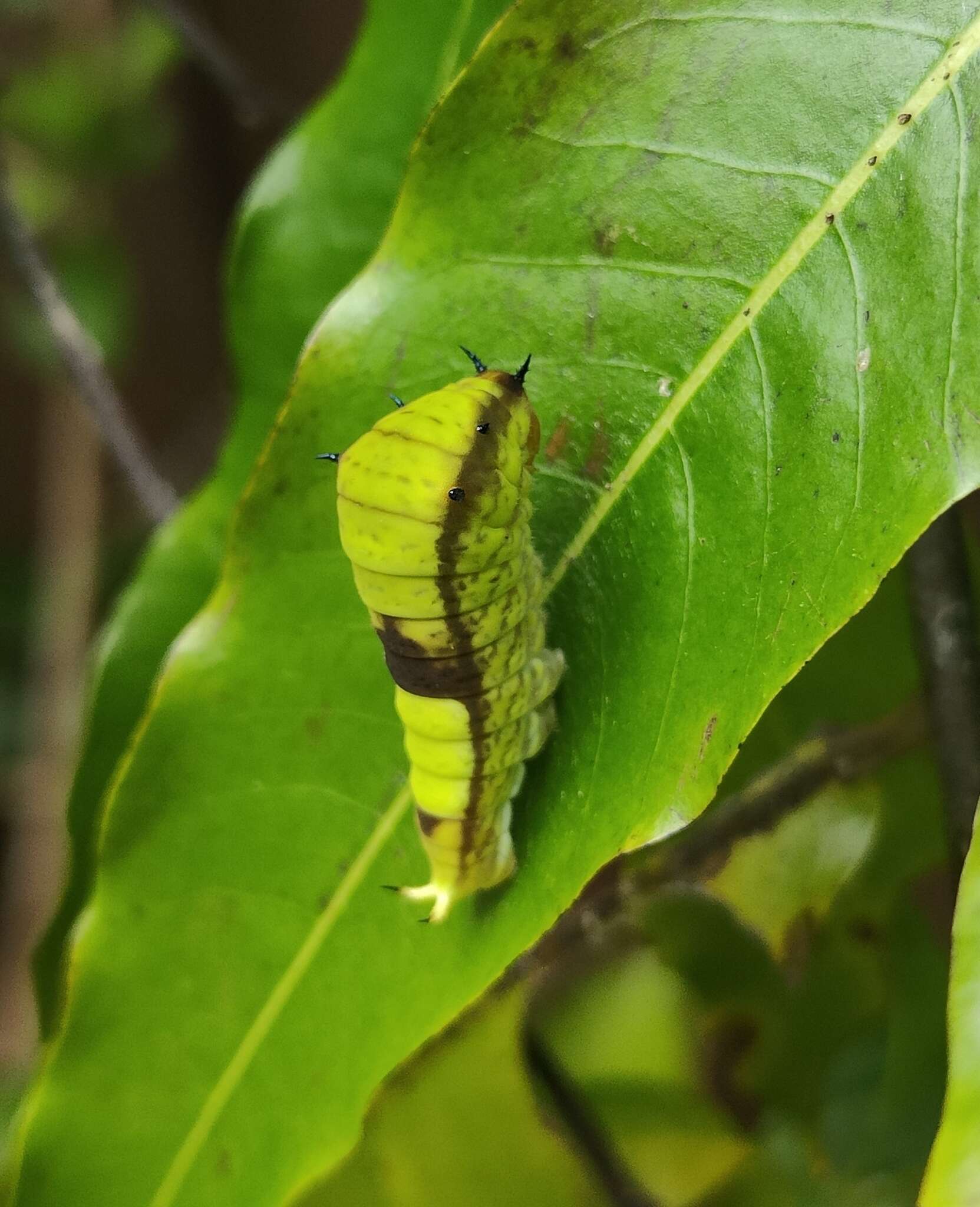 Image of Graphium macfarlanei (Butler 1877)