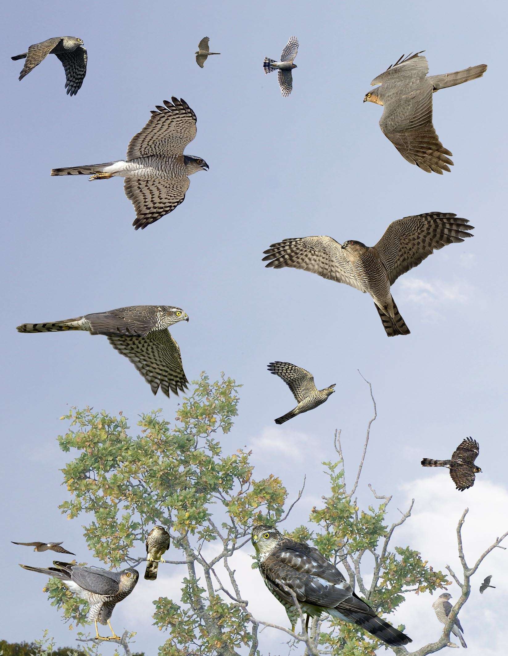 Image of Eurasian Sparrowhawk