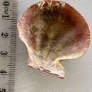 Image of Notochlamys hexactes (Péron)
