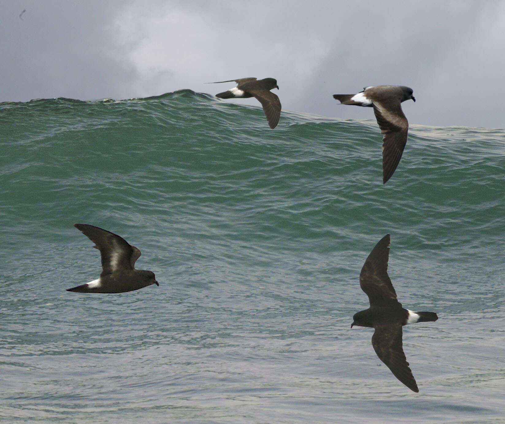 Image of British Storm Petrel