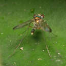 Image of Fly