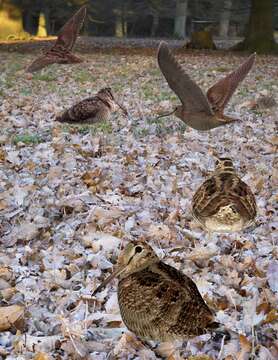 Image of woodcock, eurasian woodcock