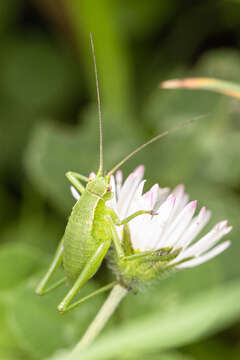 Image of Isophya camptoxypha (Fieber 1853)