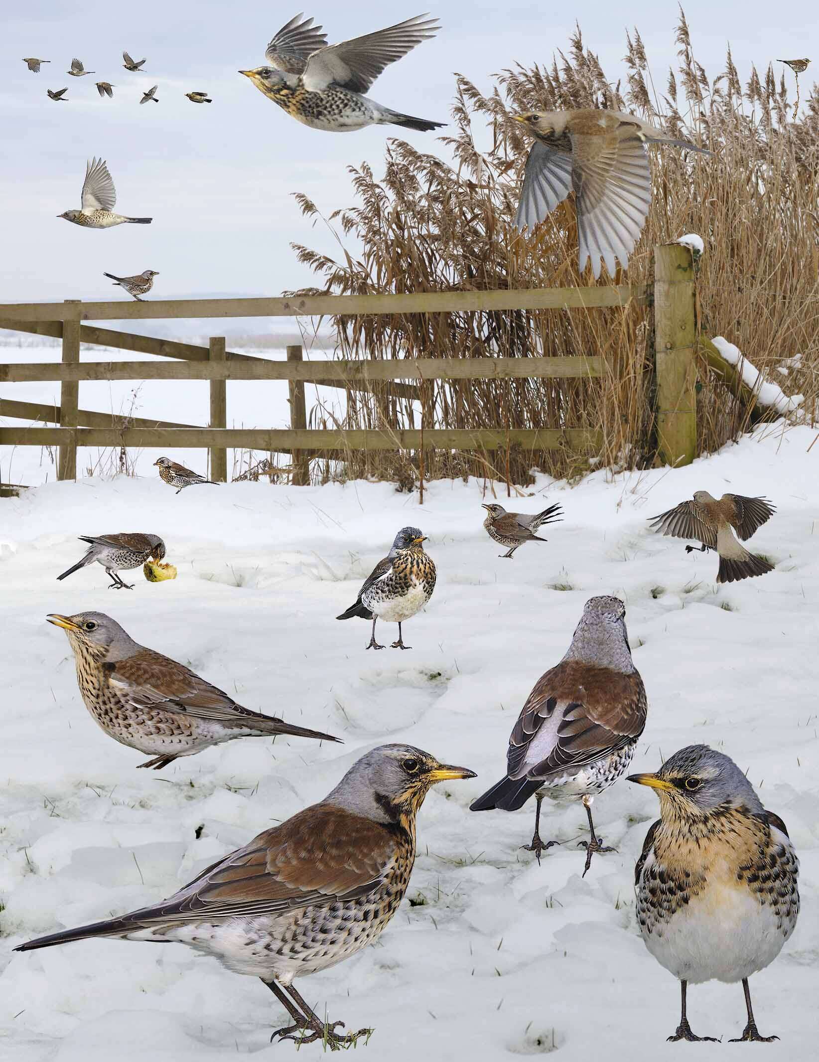 Image of Fieldfare