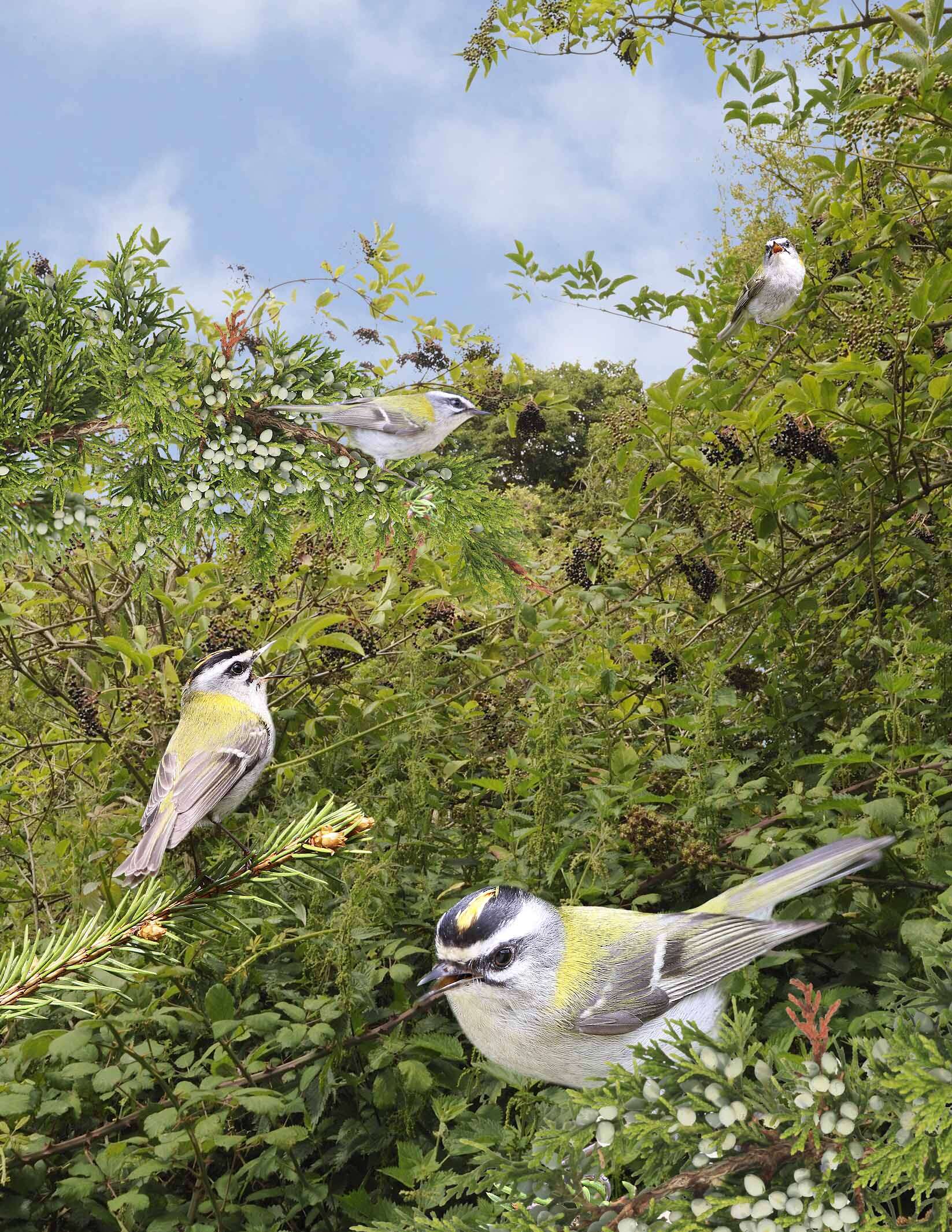 Image of Common Firecrest