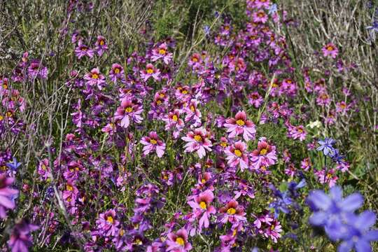 Image of Schizanthus carlomunozii var. dilutimaculatus V. Morales & Muñoz-Schick