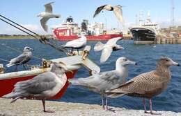 Image of Glaucous Gull