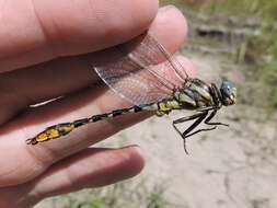 صورة Phanogomphus militaris (Hagen ex Selys 1858)