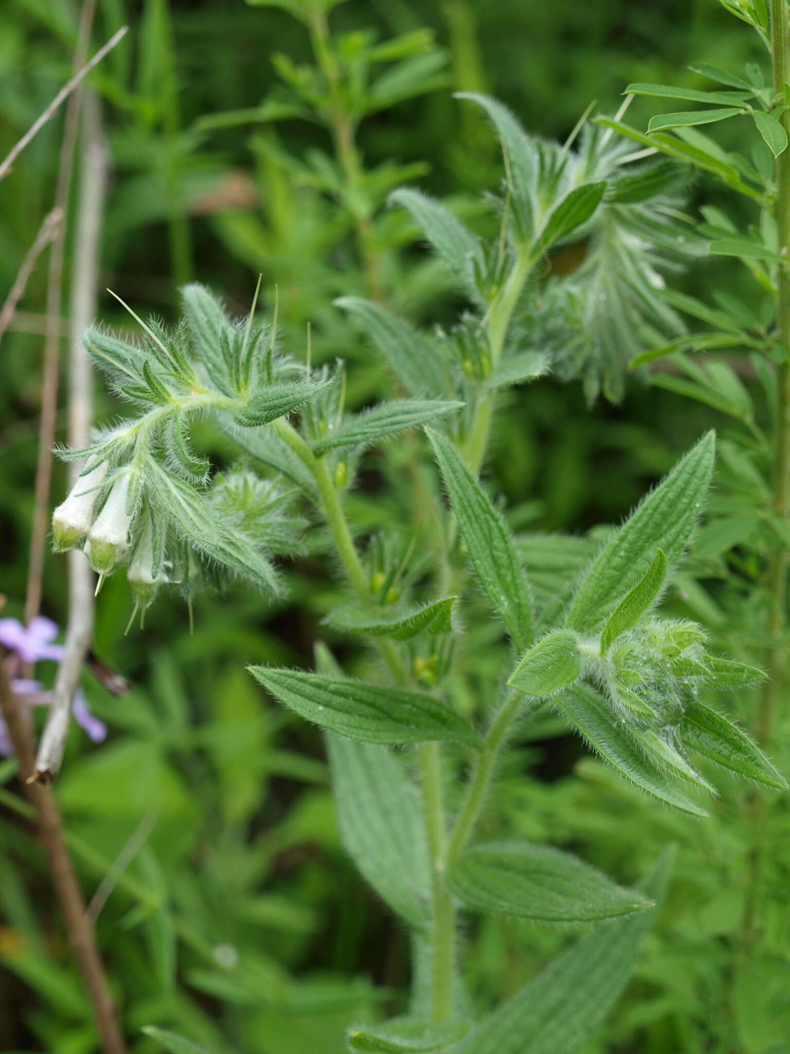 Image of softhair marbleseed