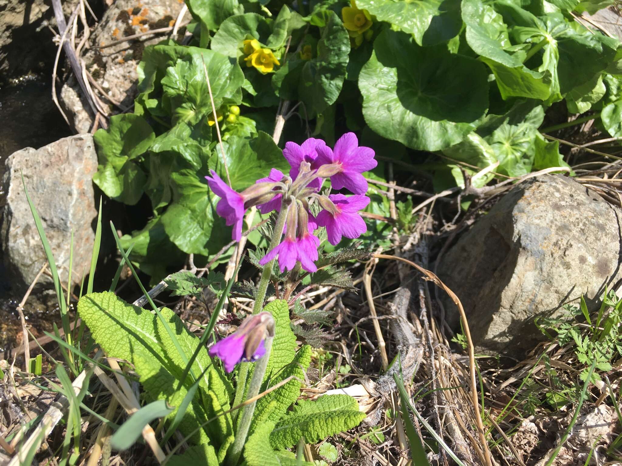 Image of Primula amoena M. Bieb.