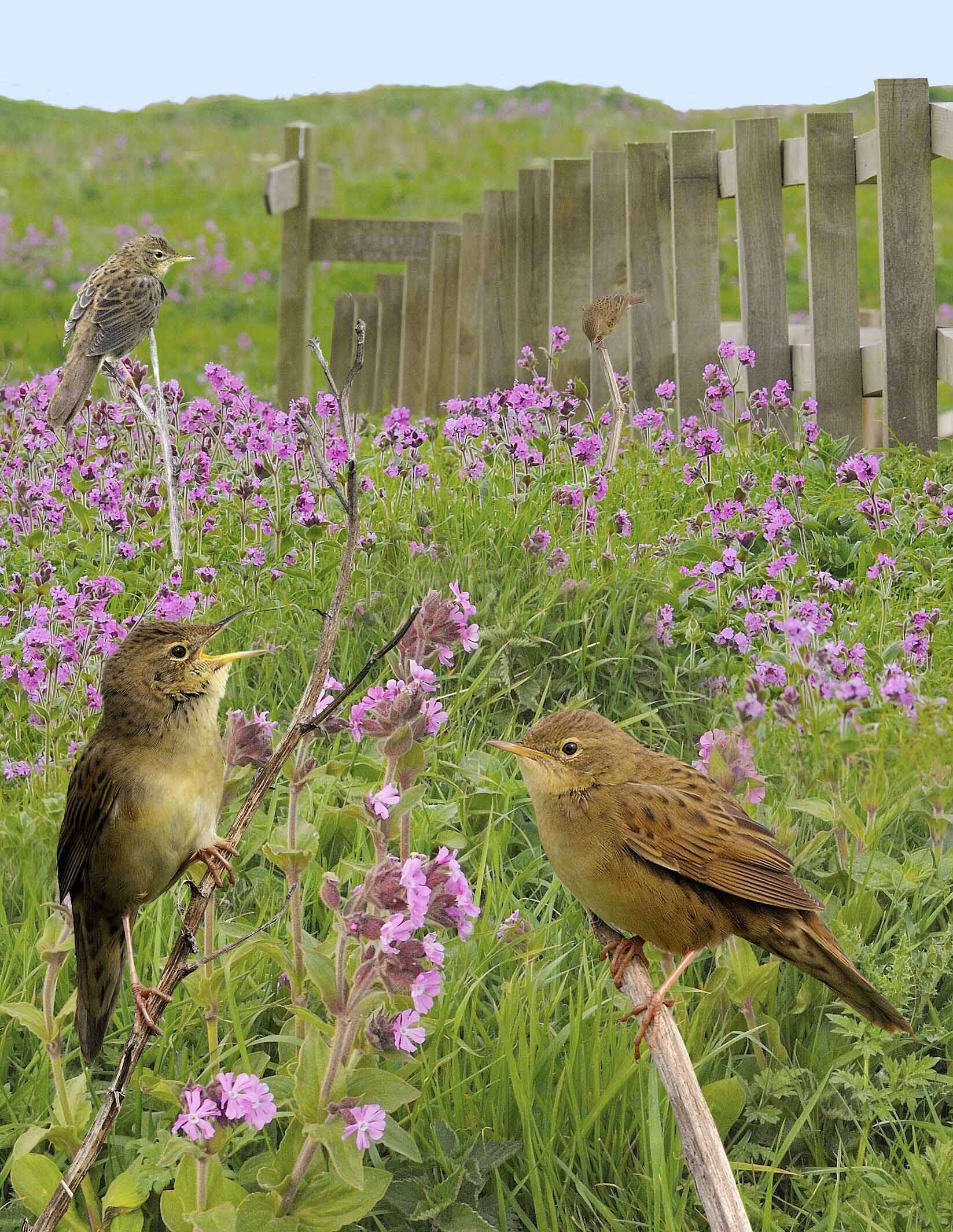 Image of Common Grasshopper Warbler