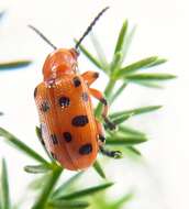 Image of Spotted asparagus beetle