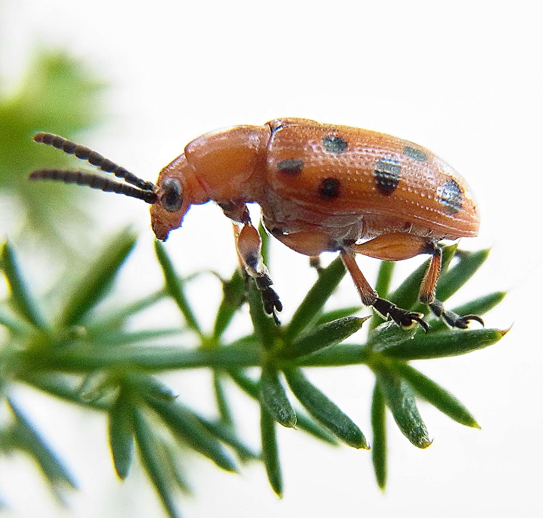 Image of Spotted asparagus beetle