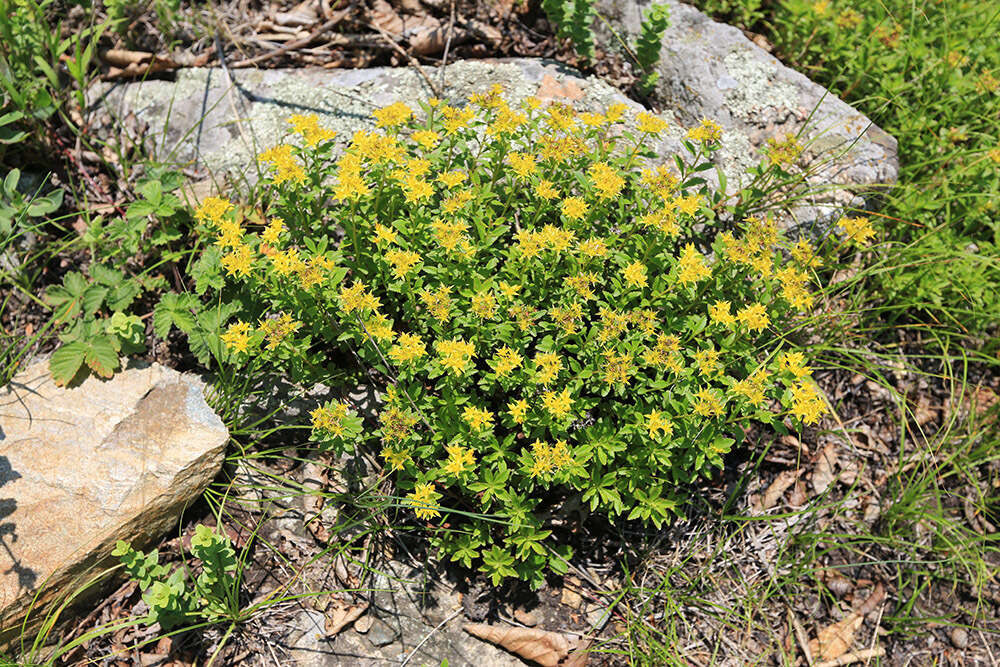 Image of Phedimus middendorfianus (Maxim.) H. 't Hart