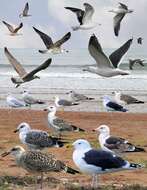 Image of Great Black-backed Gull