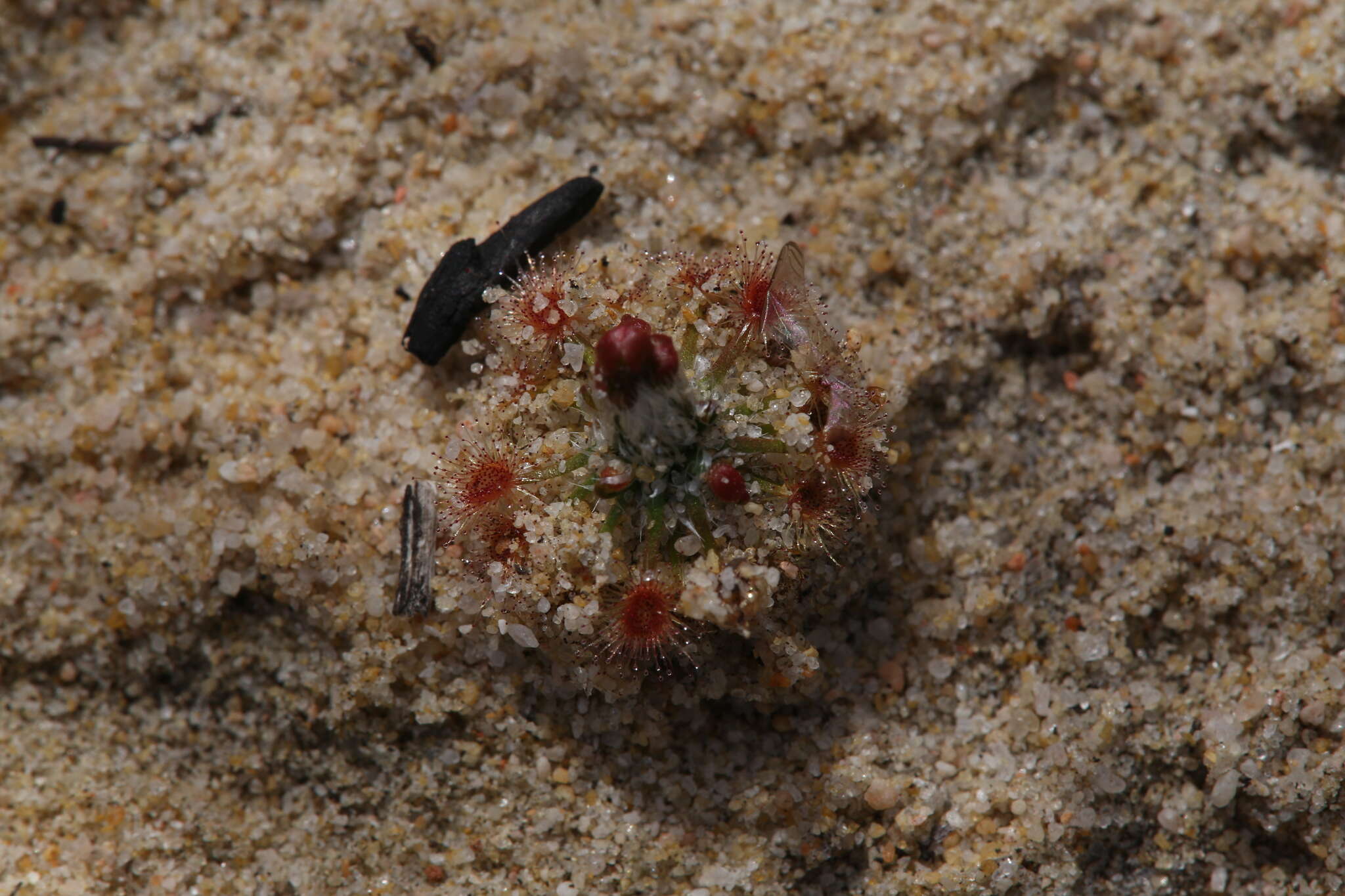 Image of Drosera citrina var. nivea (Lowrie & Carlquist) Schlauer