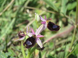 Слика од <i>Ophrys <i>bertolonii</i></i> subsp. bertolonii