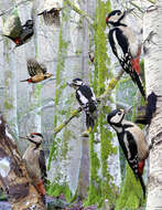 Image of Great Spotted Woodpecker