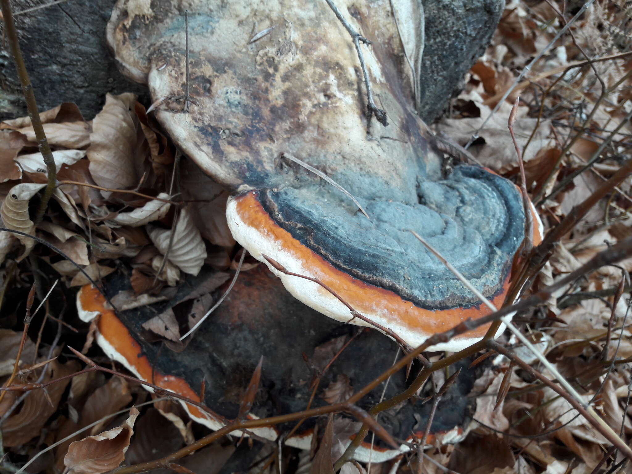 Image of Fomitopsis pinicola (Sw.) P. Karst. 1881