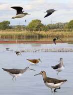 Image of Green Sandpiper