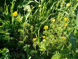 Image of Adonis dentata Delile