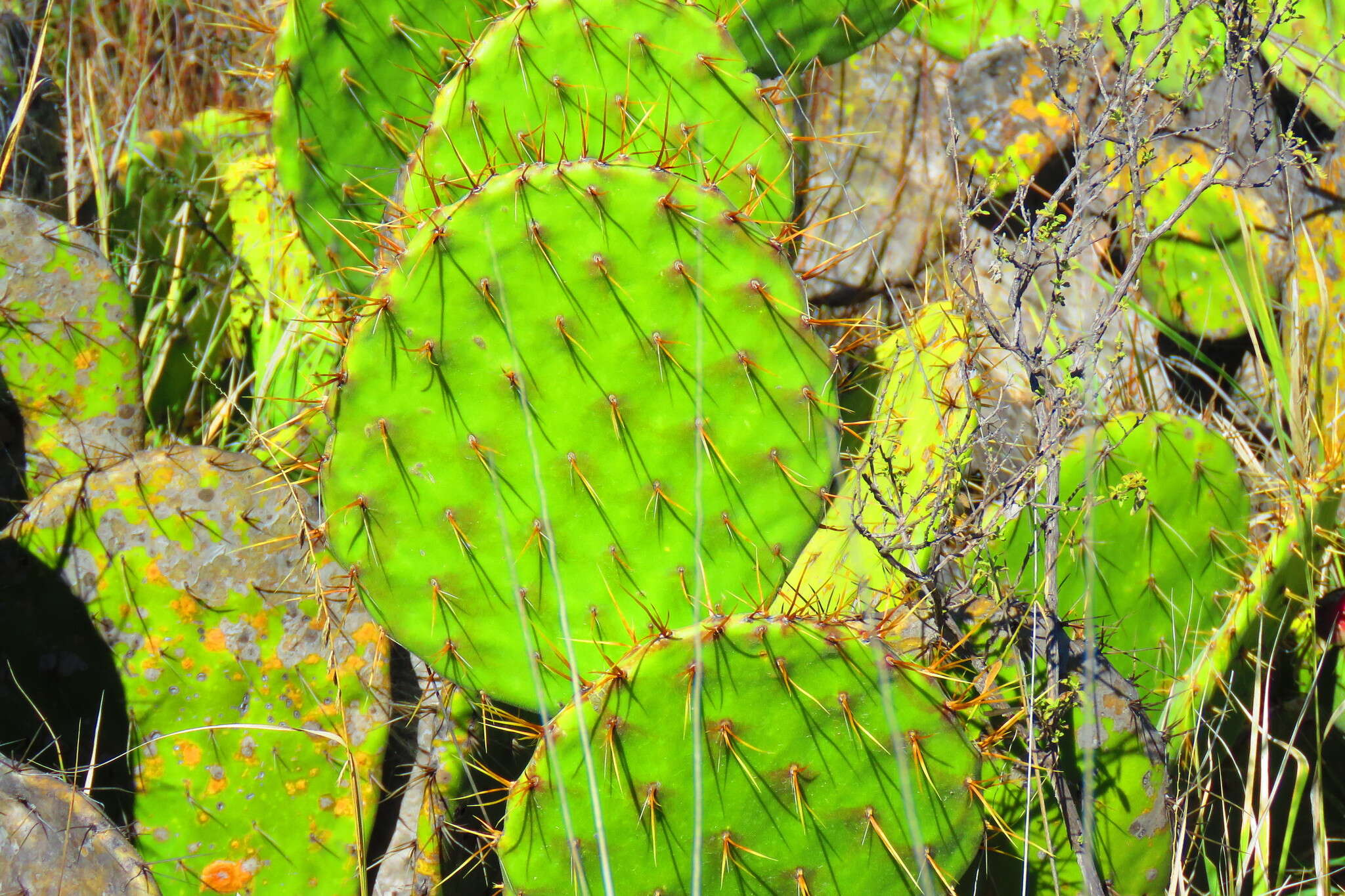 Image of Opuntia depressa Rose