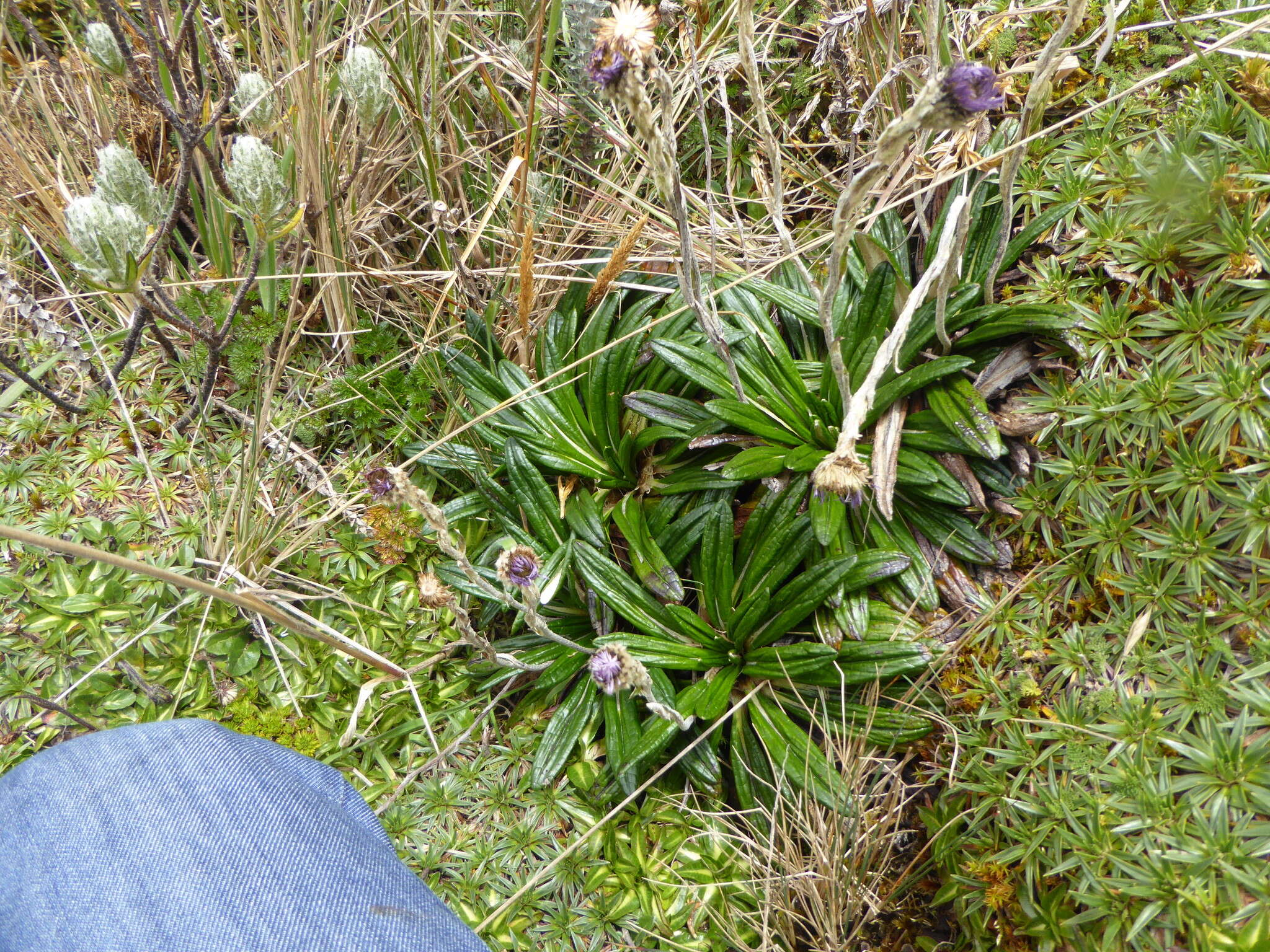 Image of Oritrophium peruvianum (Lam.) Cuatrec.